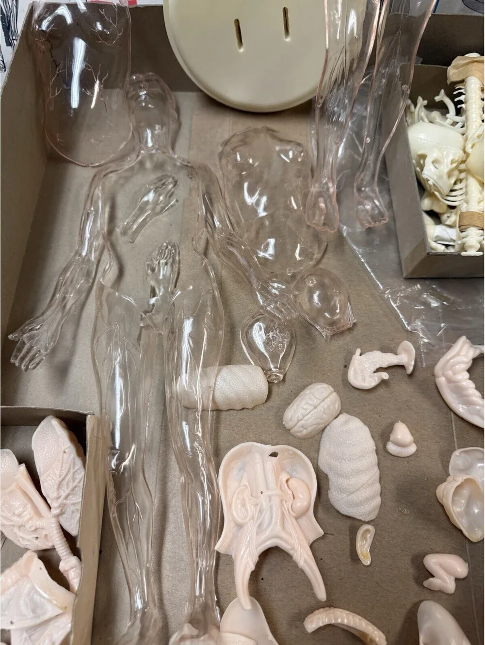 Vintage 1960 The Visible Woman Assembly Kit - #804 Made By Renwal New York USA